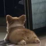 choi