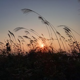 子夏