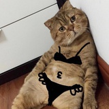 一颗蘑菇