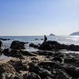 叶落随风
