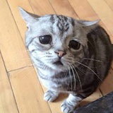 看着很逗比
