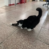 汐汐