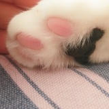 清轻青晴