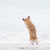 Hachi.