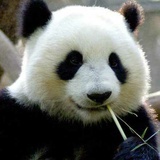 chengcheng