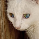 blanca