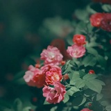 Fleur_de_soie
