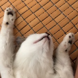 豆兰