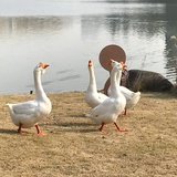 黎明一起看海