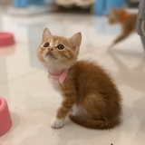 养猪大地主