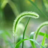 紫金山巅一颗草