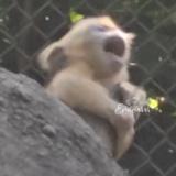 话不投机果粒多