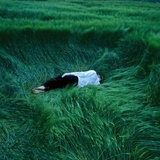 蜉蝣漫溯