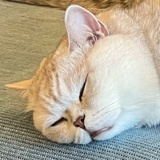 二板头
