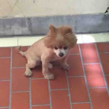 zzuxiaolei