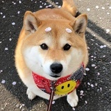 桃桃