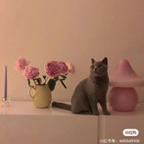 潇洒小yi