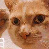 恶霸猫猫酱