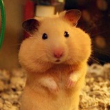hamster cheeks