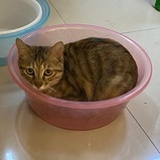 pipi