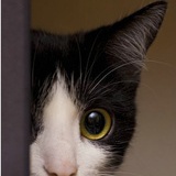 小贱猫