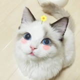大尾巴