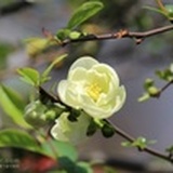 微微芳华
