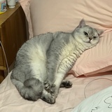 梅利奥达斯