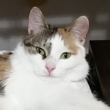挼蓝