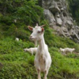 又萌又逗又傻