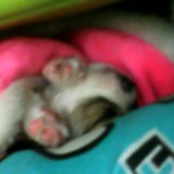♥小♪可♬爱♥