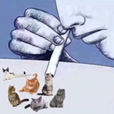 一条好命
