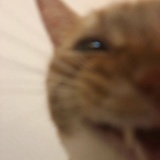 反木