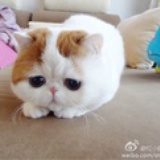 话不多小姐
