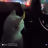是瓜子不是爪子