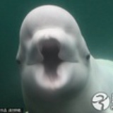 响亮的名号吧