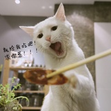 愚