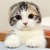 猫哆哩