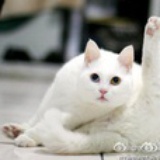 来了去了
