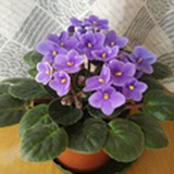 星辰花