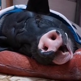 🐷