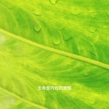 美丽宁静