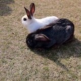 RabbitIn...