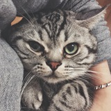 zadyli