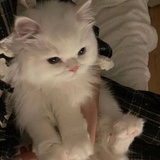团子姐姐