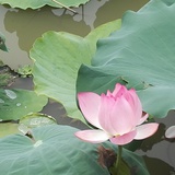 床前明月