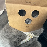 壳壳儿
