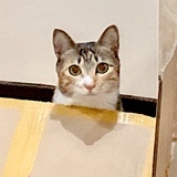 小山桐