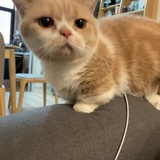 招财猫