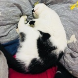 5棵树